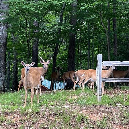Eagle Mountain River Retreat Ellijay Luaran gambar
