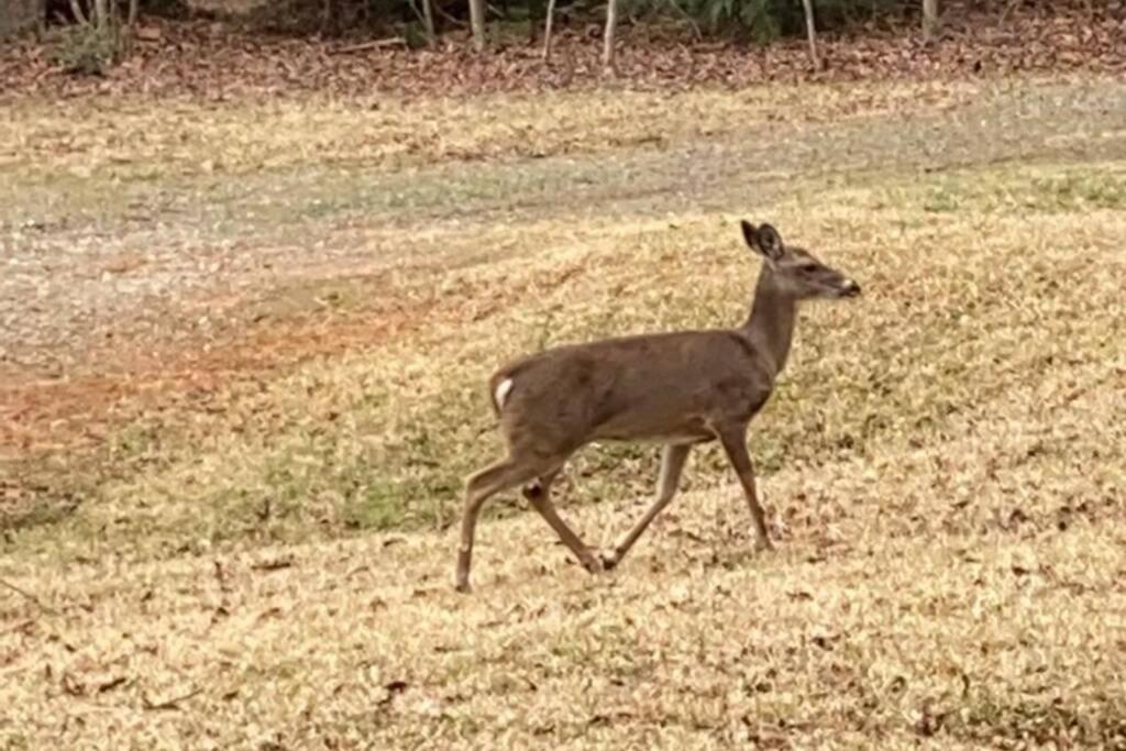 Eagle Mountain River Retreat Ellijay Luaran gambar