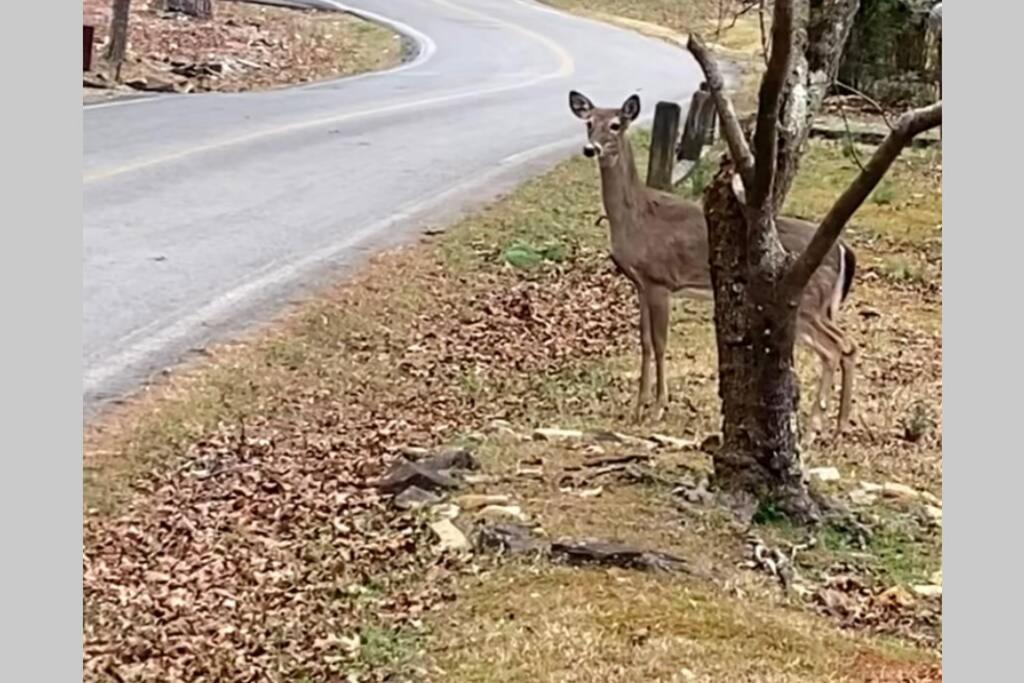 Eagle Mountain River Retreat Ellijay Luaran gambar