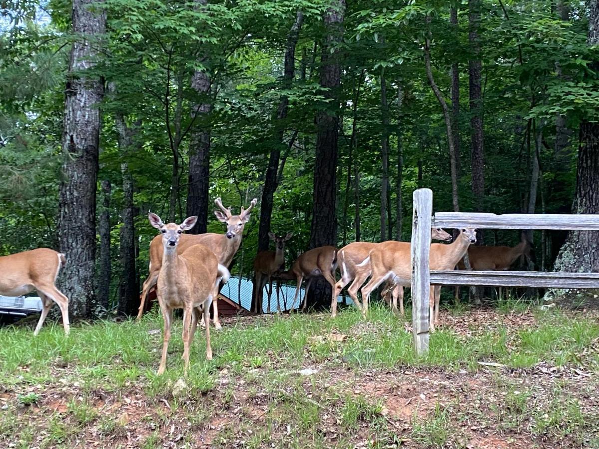 Eagle Mountain River Retreat Ellijay Luaran gambar